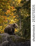 Brown Bear Sits on Rock in Skansen with Autumn Tree. Vertical Portrait of One Large Animal in Sweden. 