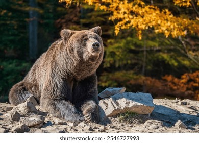 A brown bear sits on rocky ground, basking in the warmth of the late afternoon sun. Surrounding it are vibrant autumn leaves, creating a peaceful atmosphere in nature. - Powered by Shutterstock