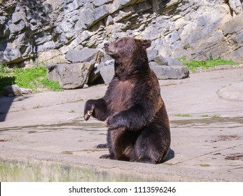 Brown Bear Sitting Up