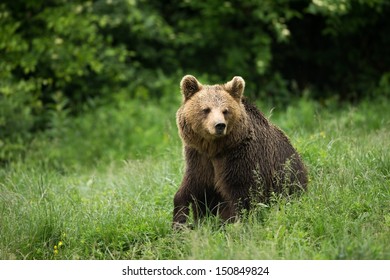 Brown Bear Sitting