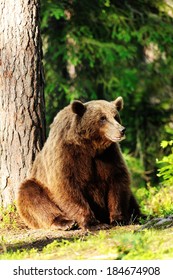 Brown Bear Sitting Against A Tree