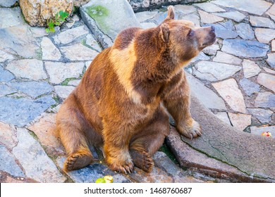 Brown Bear Is Sitting And Eating  Friut In The Zoo