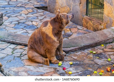 Brown Bear Is Sitting And Eating  Friut In The Zoo