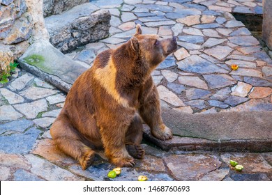 Brown Bear Is Sitting And Eating  Friut In The Zoo