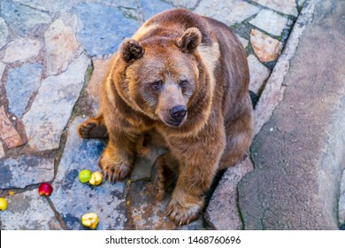 Brown Bear Is Sitting And Eating  Friut In The Zoo