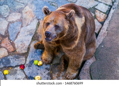 Brown Bear Is Sitting And Eating  Friut In The Zoo