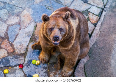 Brown Bear Is Sitting And Eating  Friut In The Zoo