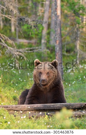 Similar – Brown Bear Adventure