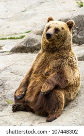 Brown Bear Sitting In Funny Pose