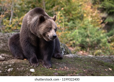 Brown bear is sitting on the rock in Bayerischer Wald National Park, Germany - Shutterstock ID 1199322400