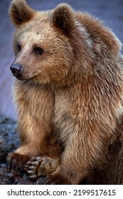 Brown Bear Sitting And Watching.