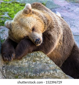 Brown Bear Sleeping On The Rock