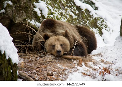 Brown bear sleeping on the snow. Ursus arctos. Bavarian Forest National Park, Germany.
