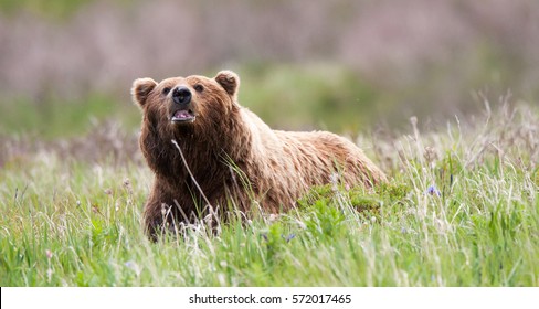 Brown Bear Sniffing Air