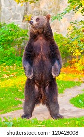 Brown Bear Standing