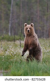 Brown Bear Standing