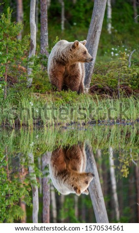 Similar – Brown Bear Adventure