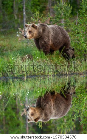 Brown Bear Adventure