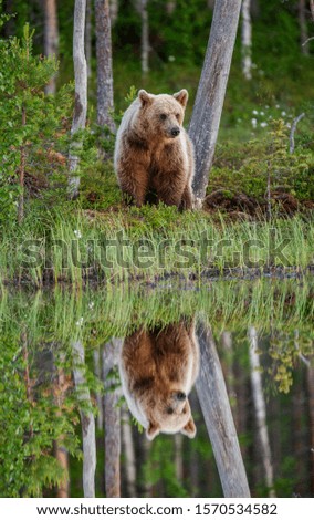 Similar – Brown Bear Adventure