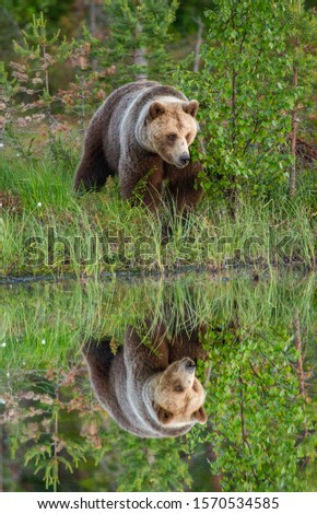 Similar – Brown Bear Adventure