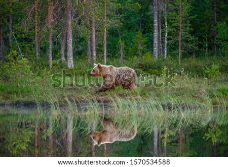 Similar – Brown Bear Adventure