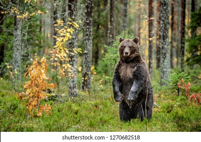 Brown bear standing on his hind legs in the autumn forest.  Scientific name: Ursus arctos. Natural habitat.