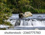 Brown bear standing on the lip of Brooks Falls watching for salmon, Katmai National Park, Alaska
