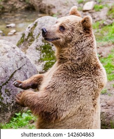 Brown Bear Standing Up And Smiling