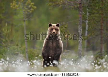 Brown bear standing in a swamp, taiga forest in a background