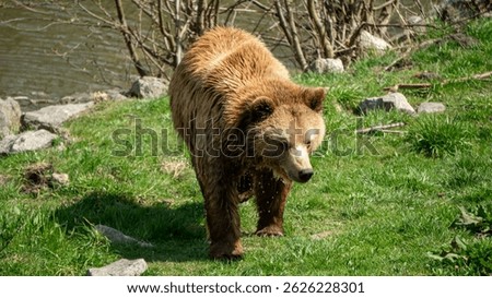 Brown bear steps out of the water onto green grass, water streaming from its wet fur. Rocky shore in the background, wildlife moment in nature