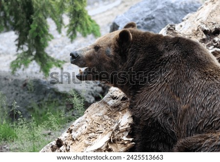 Brown bear in the summer, Canada