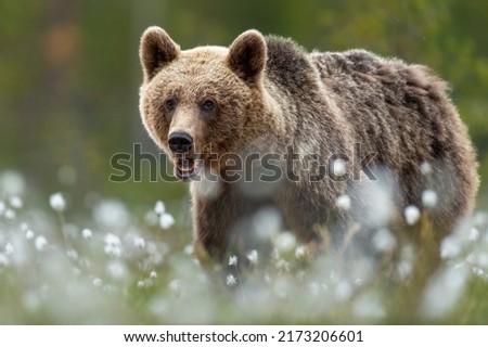 Brown bear at summer evening with canines