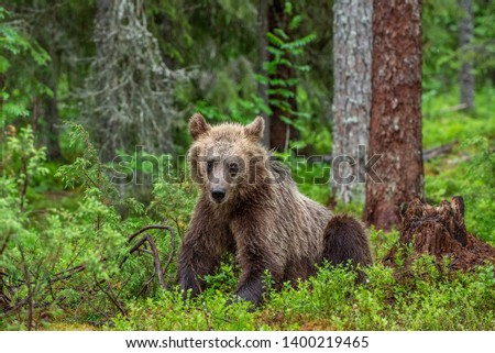 Similar – Braunbär im Wald Safari