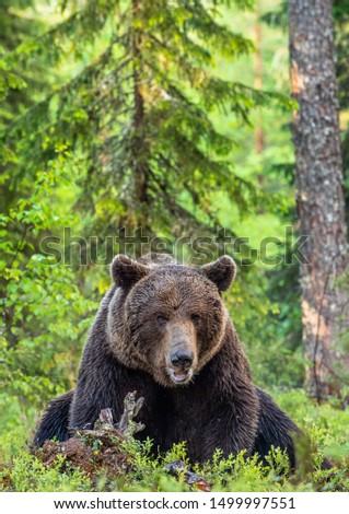 Similar – Brown Bear on forest