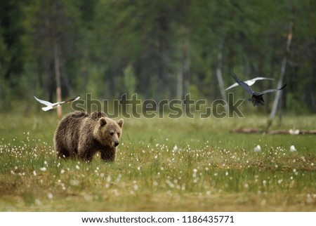 Similar – Braunbär Abenteuer