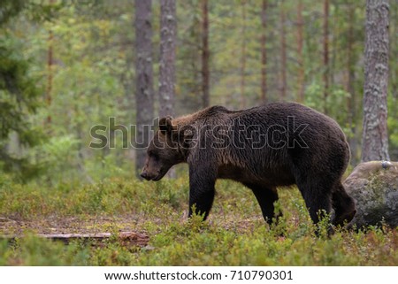 Similar – Brown Bear on forest.