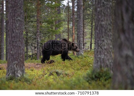 Brown Bear on forest