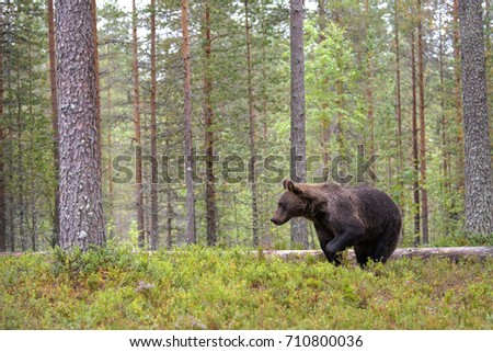 Similar – Brown Bear on forest