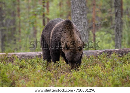 Similar – Brown Bear on forest.