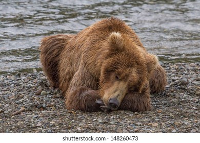 Brown Bear Taking a Nap A Brown Bear taking a nap by the Brooks river at Katmai National Park, Alaska
