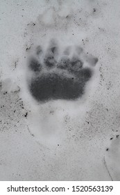 Brown Bear Tracks In Snow, Kamchatka