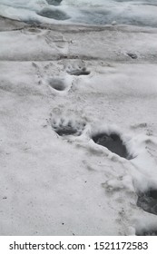 Brown Bear Tracks In Snow, Kamchatka