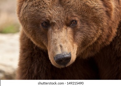 Brown Bear (Ursus Arctos) 