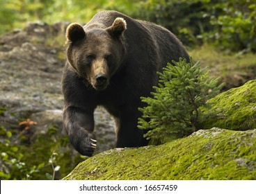 Brown Bear (Ursus Arctos)