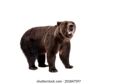 Brown Bear, Ursus Arctos