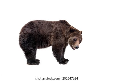 Brown Bear, Ursus Arctos