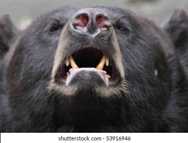 Brown bear (Ursus arctos)