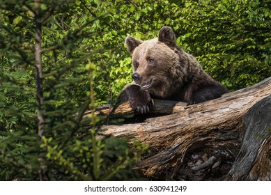 Brown Bear (Ursus Arctos) 