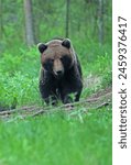 Brown Bear (Ursus arctos arctos) adult male walking through forest

Alutaguse Forest, Estonia              June