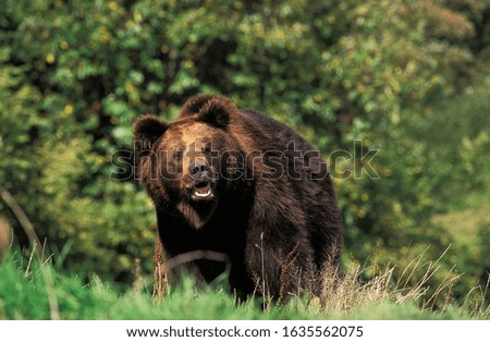 Similar – Brown Bear Adventure